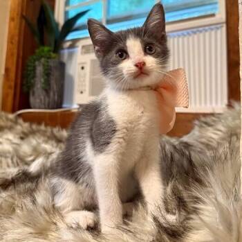 Sawyer Lumberton -  Tuxedo and Domestic Short Hair Cat for Adoption in Friendswood, Texas - Sawyer Lumberton | PetCurious