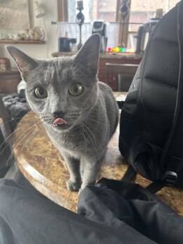 Russian Blue Cats Available for Adoption - NYLA | PetCurious