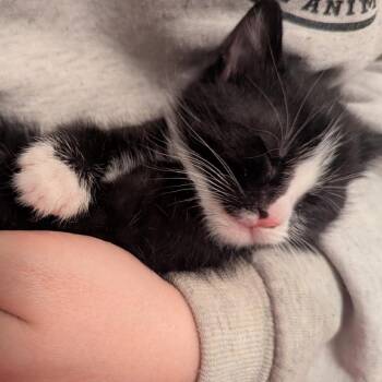Fig -  Domestic Short Hair Cat for Adoption in Bountiful, Utah - Fig | PetCurious