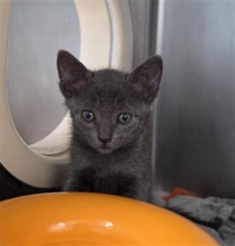 LIRI -  Domestic Short Hair Cat for Adoption in Fort Walton Beach, Florida - LIRI | PetCurious
