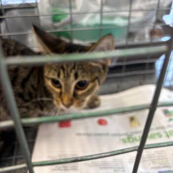 rhodes -  Domestic Short Hair Cat for Adoption in Montgomery, Alabama - Rhodes | PetCurious