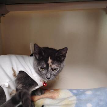 Tatiana (Bonded w/ Tiger) -  Domestic Short Hair Cat for Adoption - Tatiana (Bonded W/ Tiger) | PetCurious