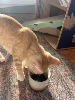 Georgie -  Domestic Short Hair Cat for Adoption in Wilmington, North Carolina - Georgie | PetCurious