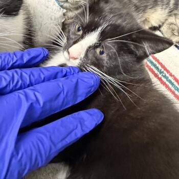 Izzy -  Domestic Short Hair Cat for Adoption in Columbus, North Carolina - Izzy | PetCurious
