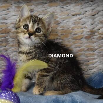 Marcasite -  Domestic Short Hair Cat for Adoption in Salt Lake City, Utah - Marcasite | PetCurious