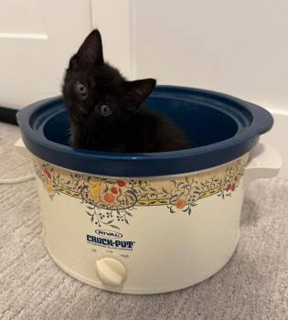 Domestic Medium Hair Cats Available for Adoption in Calgary, Alberta - Goulash | PetCurious