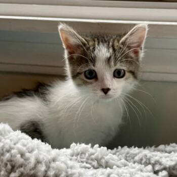 Sara -  Domestic Short Hair Cat for Adoption in La Grange, Kentucky - Sara | PetCurious