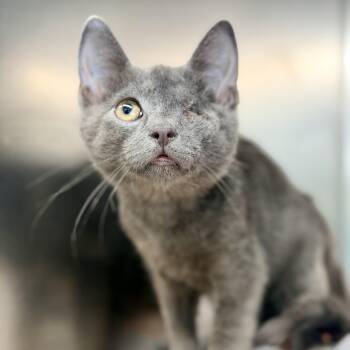 Thunder -  Domestic Short Hair Cat for Adoption in Jackson Township, New Jersey - Thunder | PetCurious