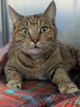 Rescue Domestic Short Hair Cats for Adoption in La Harpe, Kansas - Nutmeg | PetCurious