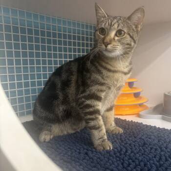 Lucy -  Domestic Short Hair Cat for Adoption in Statesboro, Georgia - Lucy | PetCurious