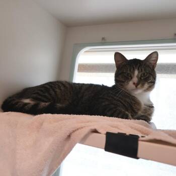 Pigeon -  Domestic Short Hair Cat for Adoption in Saint Charles, Missouri - Pigeon | PetCurious