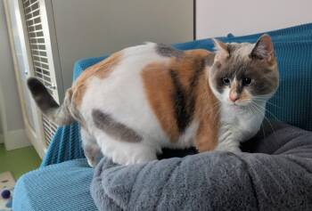 Domestic Short Hair and Siamese Cats Available for Adoption in West Richland, Washington - Crystal | PetCurious