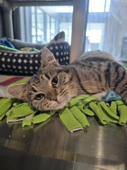 Domestic Short Hair Cats Available for Adoption - Artemis | PetCurious