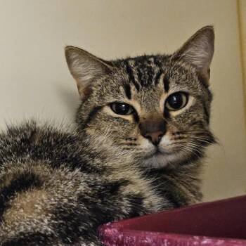 Domestic Short Hair Cats Available for Adoption - Torque | PetCurious