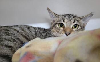 Kitten Raab -  Domestic Short Hair and Tabby Cat for Adoption in Cuyahoga Falls, Ohio - Kitten Raab | PetCurious