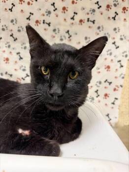 MAMBA -  Domestic Short Hair Cat for Adoption in Riverside, California - MAMBA | PetCurious