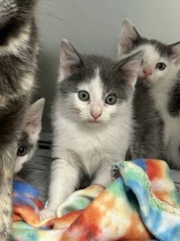 Rescue Domestic Short Hair Cats for Adoption in Cumming, Georgia - Honey Bun 1768-25 | PetCurious