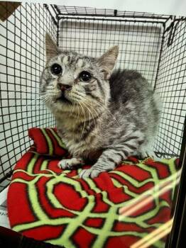 Rescue Domestic Short Hair Cats for Adoption in San Bernardino, California - GREY | PetCurious
