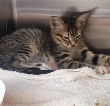 ZIP -  Domestic Short Hair Cat for Adoption in St. Louis, Missouri - ZIP | PetCurious
