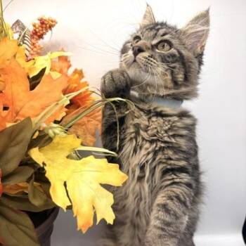 Ranch -  Domestic Long Hair Cat for Adoption in Springfield, Missouri - Ranch | PetCurious
