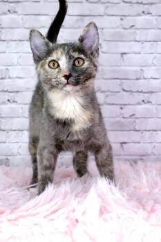 Rescue Domestic Short Hair Cats for Adoption in Ashland, Kentucky - Kat | PetCurious