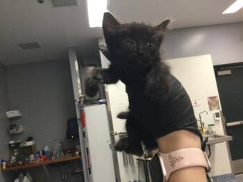 KAIL -  Domestic Short Hair Cat for Adoption in Thousand Palms, California - KAIL | PetCurious