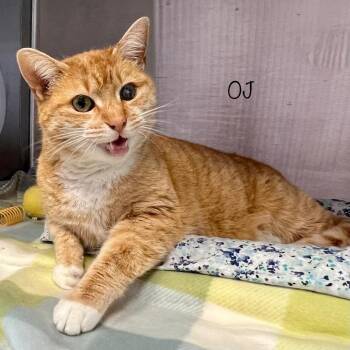 Domestic Short Hair Cats Available for Adoption - OJ | PetCurious