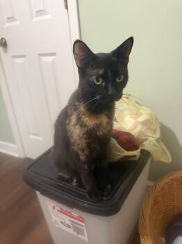Galaxy -  Domestic Short Hair Cat for Adoption in Greenwood, Indiana - Galaxy | PetCurious