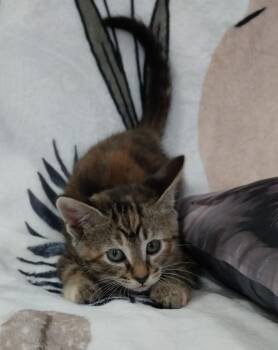 Domestic Short Hair Cats Available for Adoption in South Bend, Indiana - Kelsey * IN FOSTER * | PetCurious