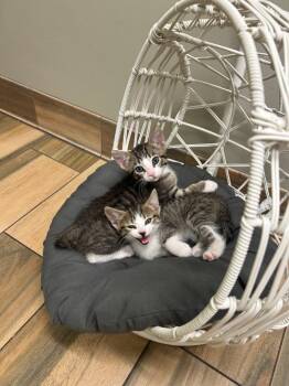Domestic Short Hair Cats Available for Adoption in Valley Park, Oklahoma - Tommy | PetCurious