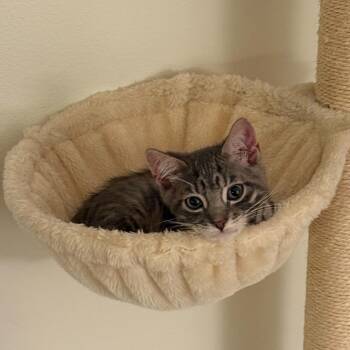 Domestic Short Hair Cats Available for Adoption in Lakewood, California - Kingfisher | PetCurious