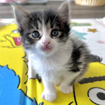 Domestic Short Hair Cats Available for Adoption in Madison, Wisconsin - Trixie | PetCurious