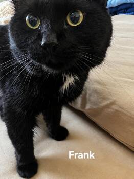 Frank -  Domestic Short Hair Cat for Adoption in Chicopee, Massachusetts - Frank | PetCurious