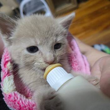 Butter McGuire -  Domestic Short Hair Cat for Adoption in Eagle Mountain, Utah - Butter McGuire | PetCurious