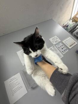 Alyria -  Domestic Medium Hair Cat for Adoption in Morristown, Tennessee - Alyria | PetCurious