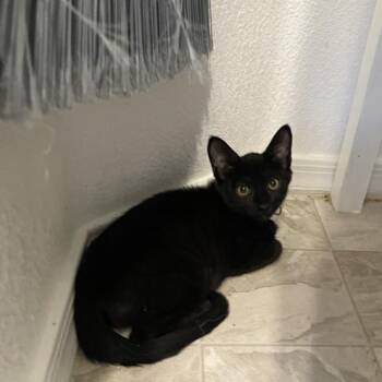 Asian Zing -  Domestic Short Hair Cat for Adoption in Las Vegas, Nevada - Asian Zing | PetCurious