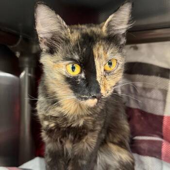 Daisy -  Domestic Short Hair Cat for Adoption in Las Vegas, Nevada - Daisy | PetCurious