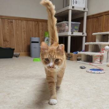 0426-150 Chip -  Domestic Short Hair Cat for Adoption in Abingdon, Maryland - 0426-150 Chip | PetCurious