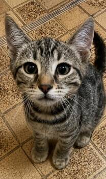 Jak Jak -  Tabby Cat for Adoption in Fresno, California - Jak Jak | PetCurious