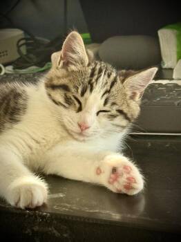 Domestic Medium Hair and Tabby Cats Available for Adoption - Gabrielle | PetCurious