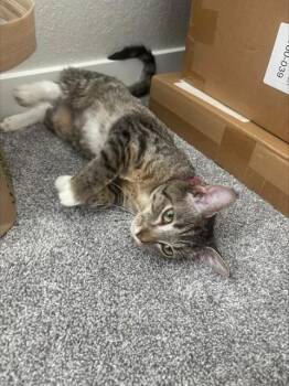 GUAVA -  Domestic Short Hair Cat for Adoption in Aurora, Colorado - GUAVA | PetCurious