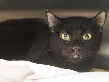 Domestic Short Hair Cats Available for Adoption in Phoenix, Arizona - HONEY BUN | PetCurious