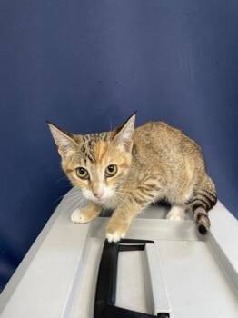 Cassie -  Domestic Short Hair Cat for Adoption in Houston, Texas - Cassie | PetCurious