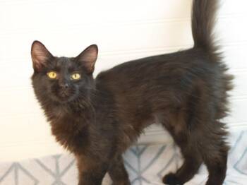 Morticia -  Domestic Long Hair Cat for Adoption in Algood, Tennessee - Morticia | PetCurious
