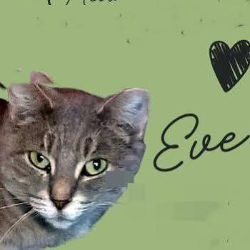 Domestic Short Hair Cats Available for Adoption in Madison, Wisconsin - Eve | PetCurious