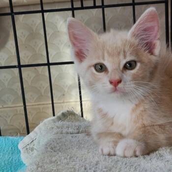 Reed -  Domestic Medium Hair Cat for Adoption in Falls Church, Virginia - Reed | PetCurious
