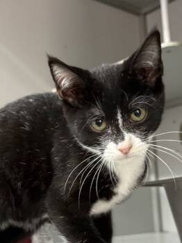 Rescue Domestic Short Hair Cats for Adoption in Dayton, Minnesota - Mongoose | PetCurious