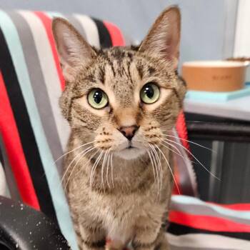 Domestic Short Hair Cats Available for Adoption - Tiger Lilly | PetCurious