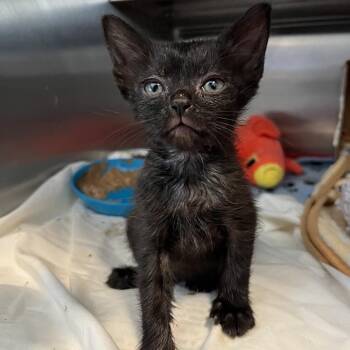 Yates -  Domestic Short Hair Cat for Adoption in Los Angeles, California - Yates | PetCurious
