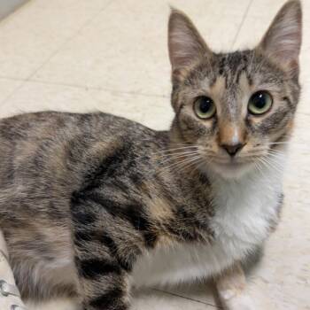 Domestic Short Hair Cats Available for Adoption in Milford, Iowa - Bella | PetCurious